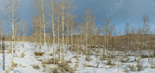 Panorama Forest in Snow Wyoming