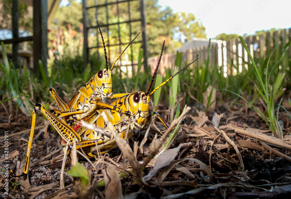Foto de A ground level front/side view of a pair of brightly colored ...
