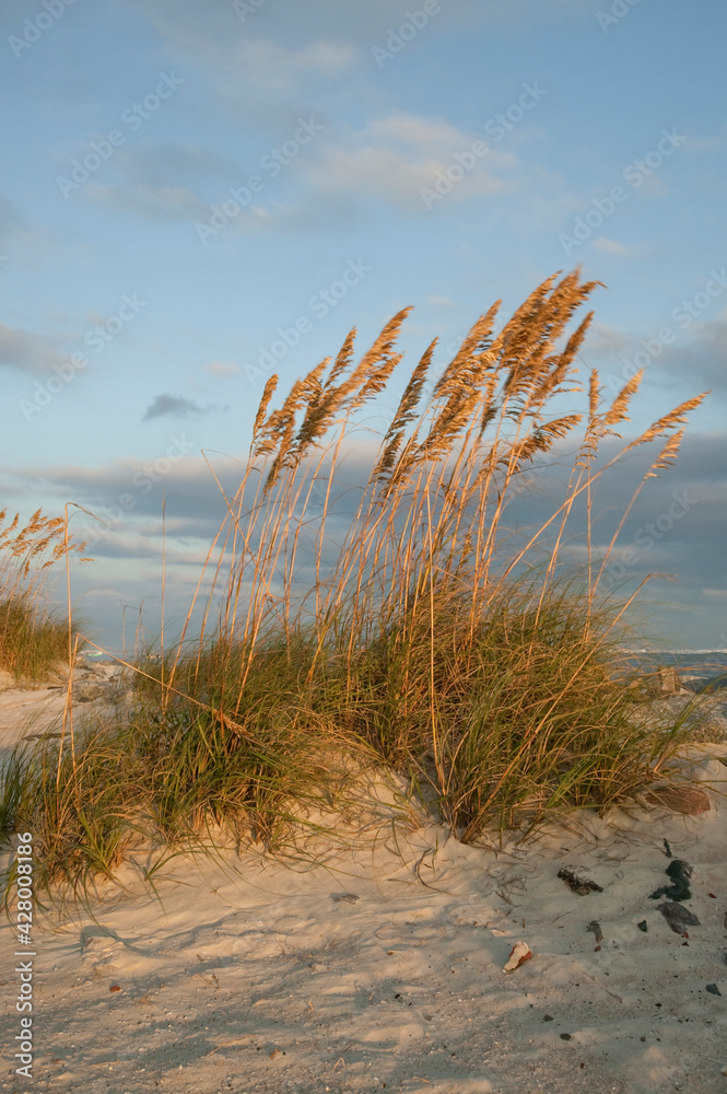 Wind blown sea oats (Uniola paniculata) atop a Florida sand dune bathed in golden light, Daytona Beach, Florida, USA. Wind blown sea oats (Uniola paniculata) atop a Florida sand dune bathed in golden light, Daytona Beach, Florida, USA.