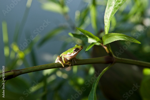 Side view of a bright green American Green Tree Frog (Hyla cinerea) resting on a Mexican petunia stem photo