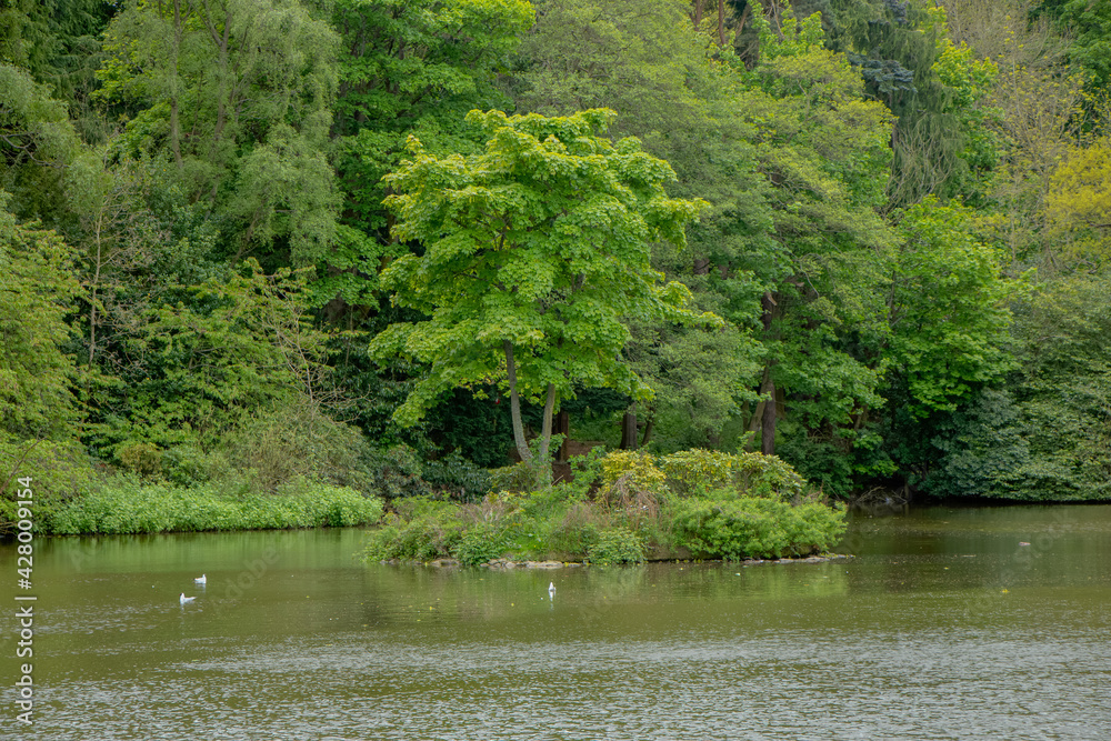 Lake in summer. The Photo was taken in Edinburgh Heriot-Watt Research Park, Scotland Lake in summer. The Photo was taken in Edinburgh Heriot-Watt Research Park, Scotland