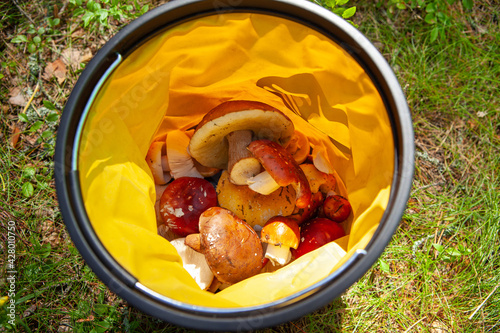 Lots of porcini mushrooms in a folding yellow bucket, collected in autumn during the mushroom season. Concept autumn, active leisure activities, natural eco-bio food, danger of poisoning by plants