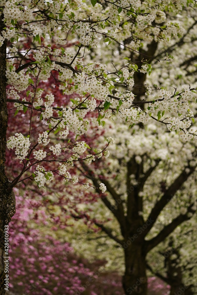 Cherry blossom tree blooming, selective focus Cherry blossom tree blooming, selective focus