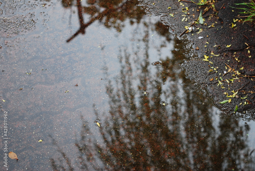 水たまり 水たまり