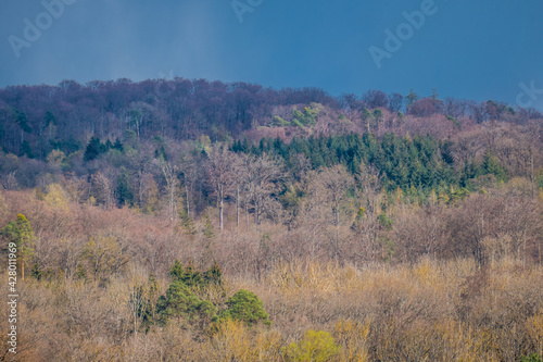 Waldflächen nach Wiederaufforstung im Mischwald