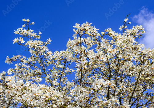 White Yulan Magnolia tree with a blue sky 