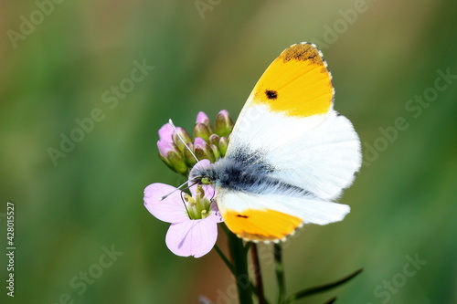 ailles ouvertes d'un papillon aurore photo