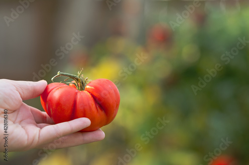 Ripe, Red Heirloom Tomato Freshly Picked From Backyard Garden