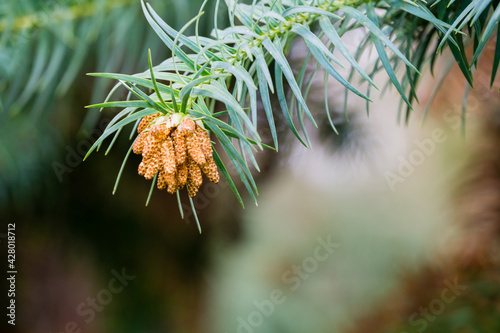 Close-up of branch flowering Chinese Fir Tree (Cunninghamia lanceolata 'Glauca') in spring Arboretum Park Southern Cultures in Sirius (Adler) Sochi. Nature concept for design . photo