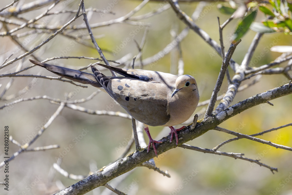 Mourning Dove adult perching on a tree branch. Santa Clara County, California, USA. Mourning Dove adult perching on a tree branch. Santa Clara County, California, USA.