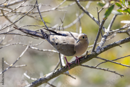Mourning Dove adult perching on a tree branch. Santa Clara County, California, USA.
