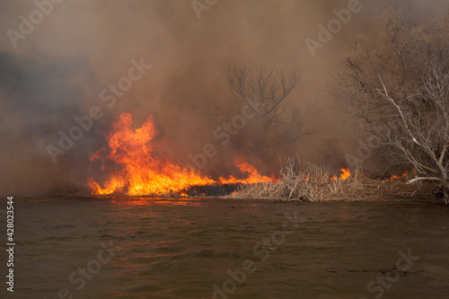 Disaster. Fire in nature reserve on Volga River in Astrakhan region. Russia. Fire mercilessly destroys flora and fauna