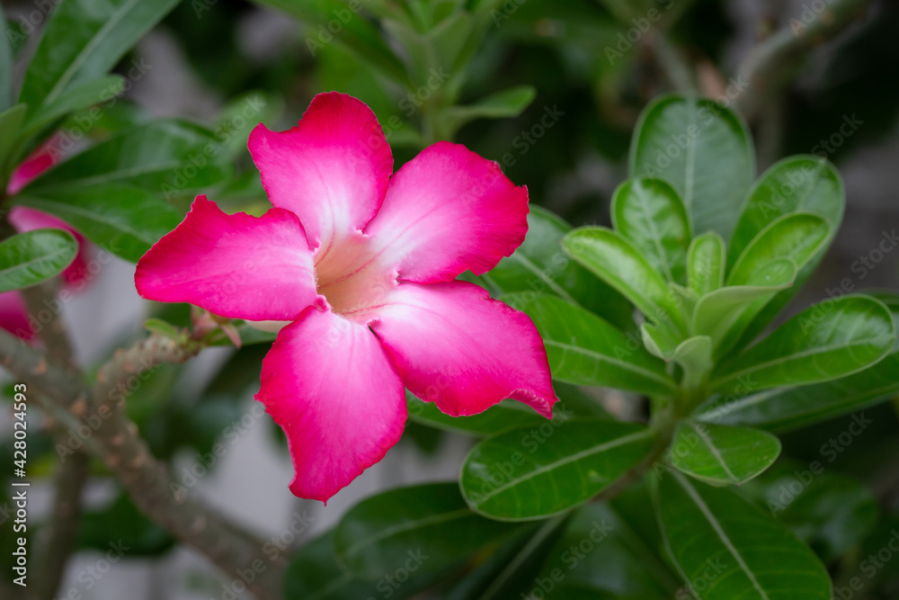 Pink adenium flowers with blurred green leaves background. Pink adenium flowers with blurred green leaves background.