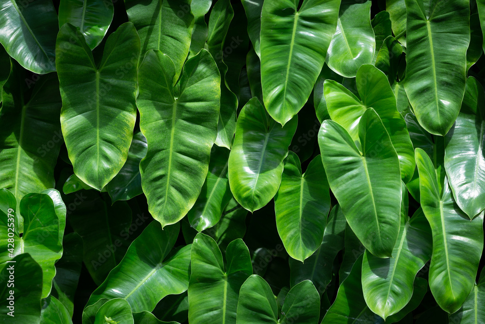 Fototapeta premium the Blushing philodendron for background.