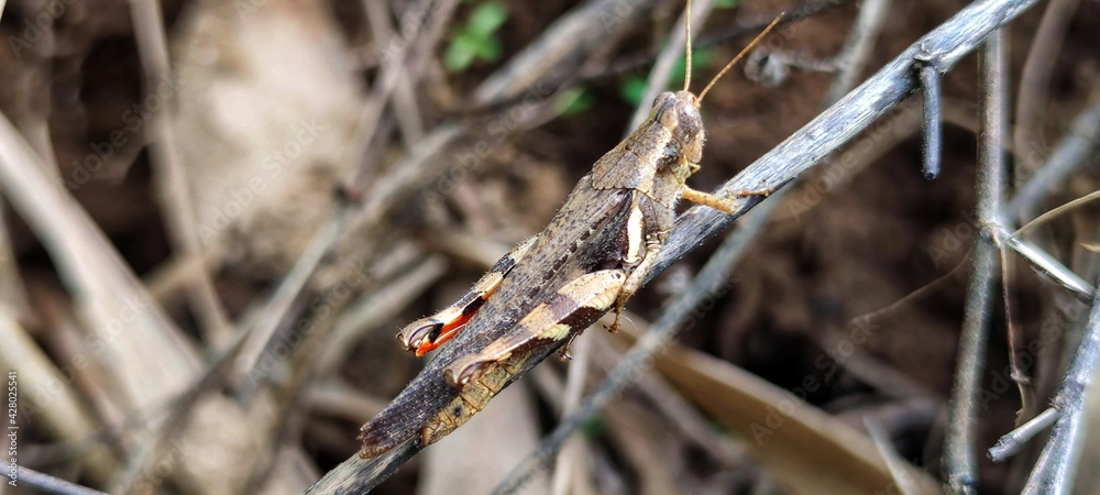 Close up of a grasshopper in Thailand