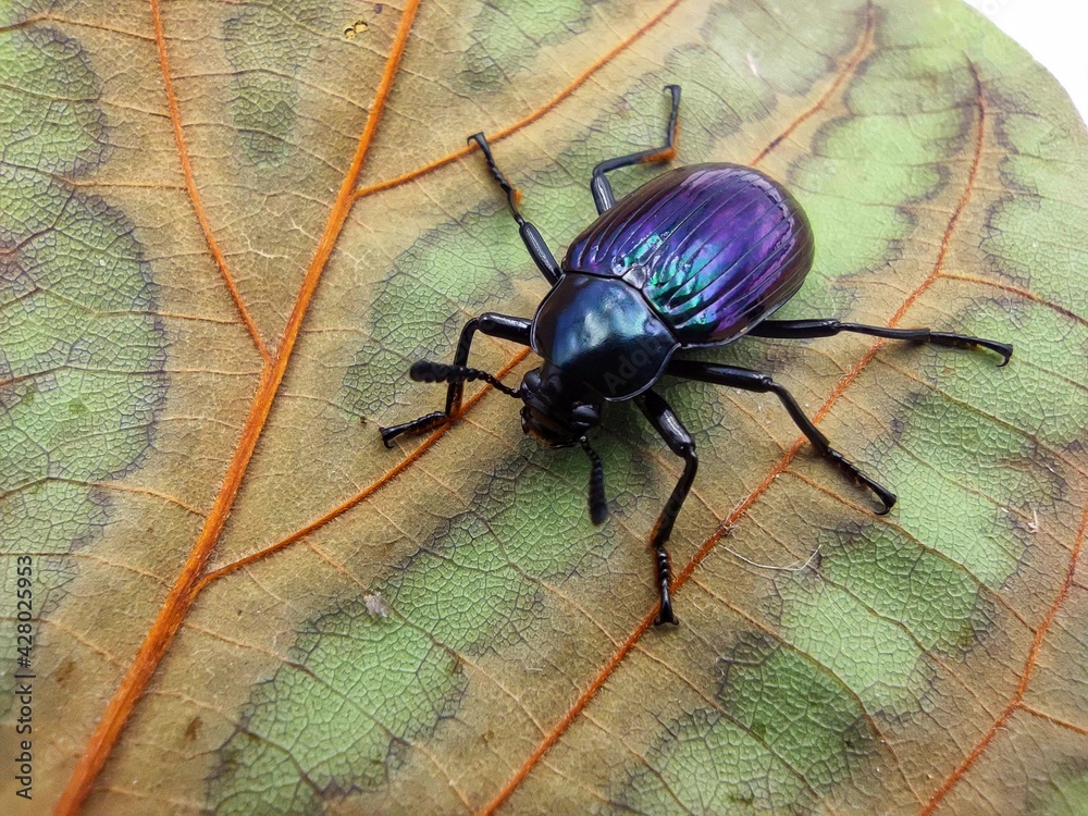 Fototapeta premium The purple beetle is on a separate leaf on a white background.