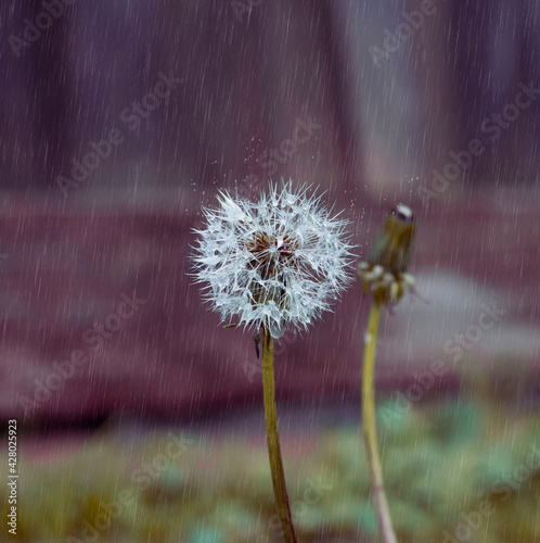 Dandelion under the rain