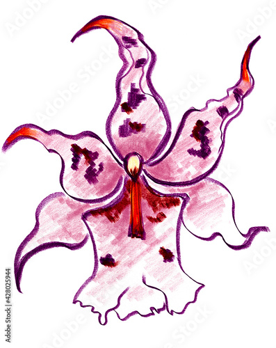 Phalaenopsis orchid pink violet purple flower. Outdoor and indoor tropical plant. Color pencils drawing imitation botanical floral illustration