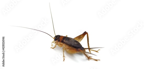 Isolated crickets set if on a white background.