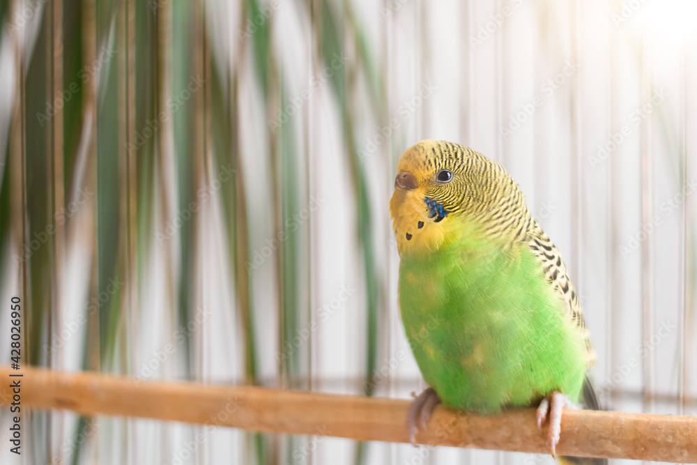 Obraz premium Bright colorful green budgie bird sitting on a stick in a cage