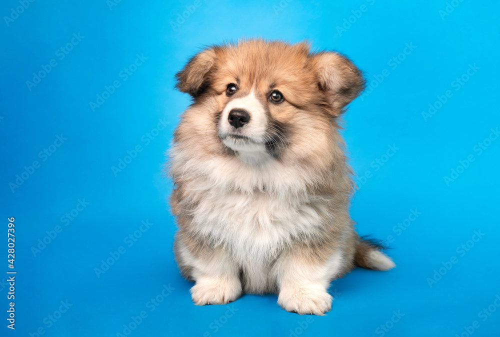 Długowłosy szczeniak welsh pembroke corgi