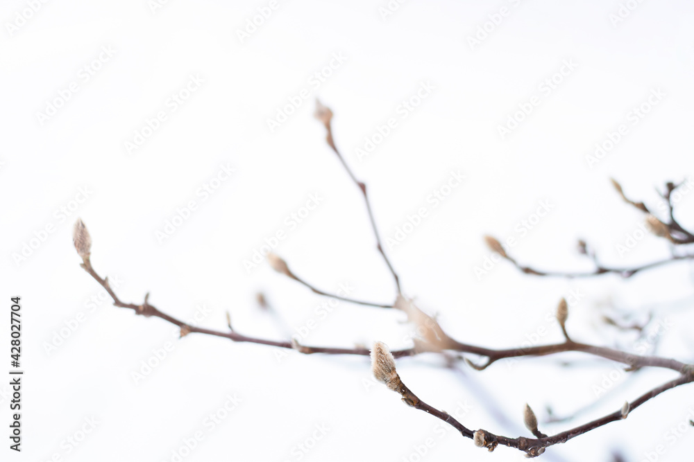 Bare tree branches with pussywillows in the spring Bare tree branches with pussywillows in the spring
