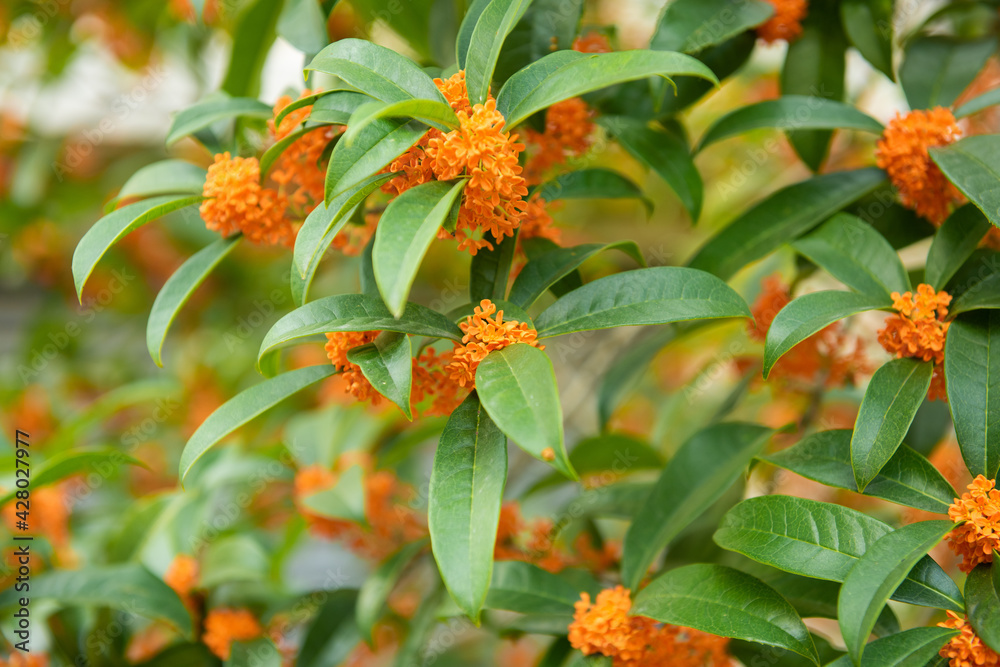 Beautiful orange osmanthus fragrans bloom in the autumn Beautiful orange osmanthus fragrans bloom in the autumn