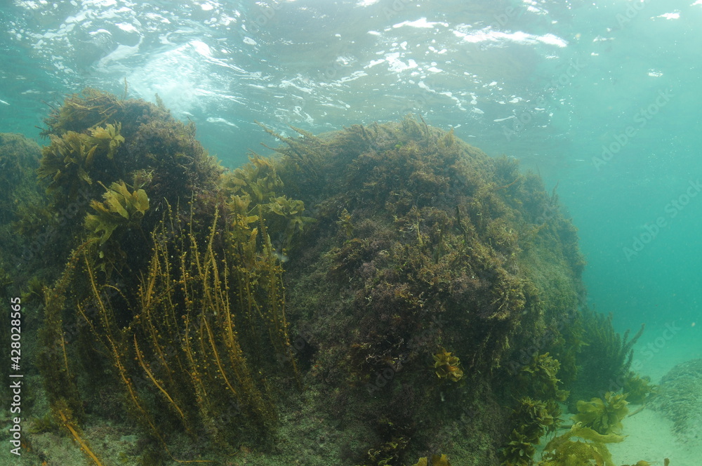 Rocky reef covered with brown sea weeds reaching to sea surface in turbid water caused by oceanic swell.