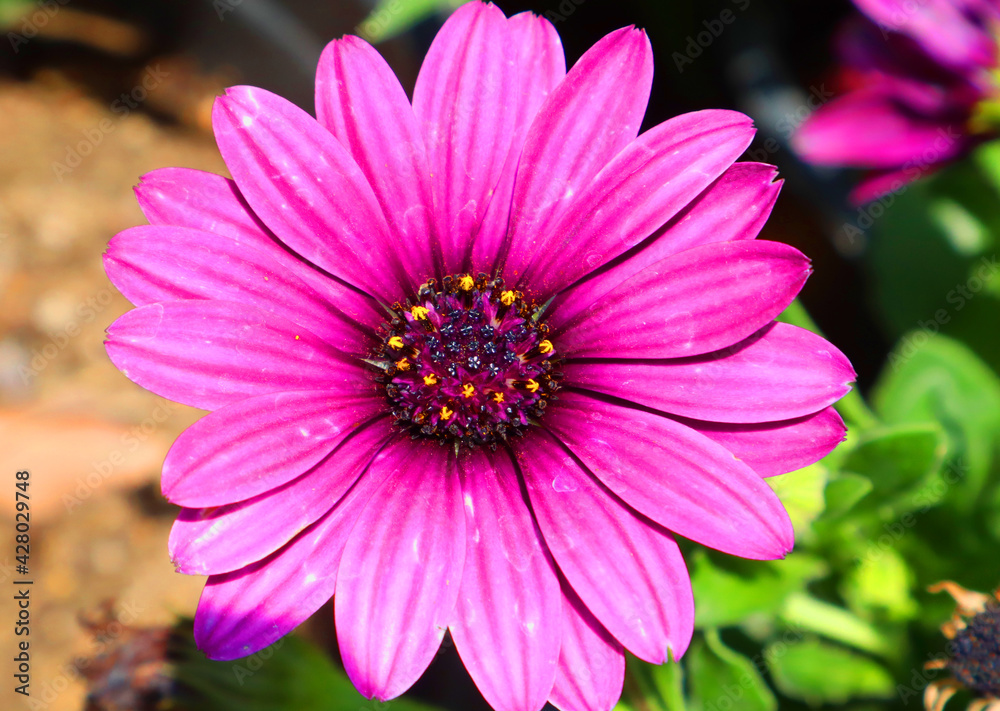 Obraz premium pink flower