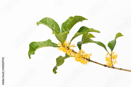 Sweet-Scented yellow osmanthus fragrans bloom isolated on white background