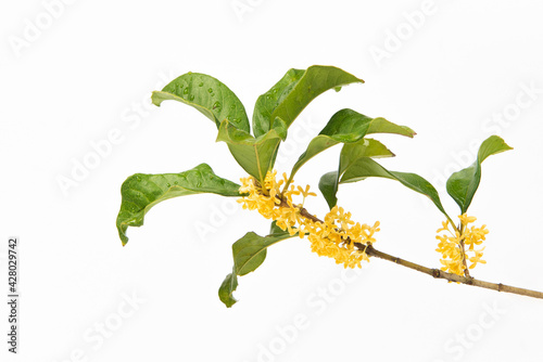 Sweet-Scented yellow osmanthus fragrans bloom isolated on white background photo