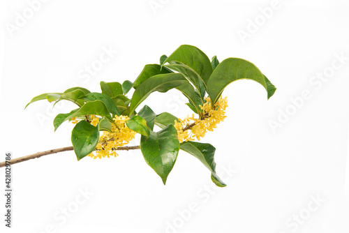 Sweet-Scented yellow osmanthus fragrans bloom isolated on white background