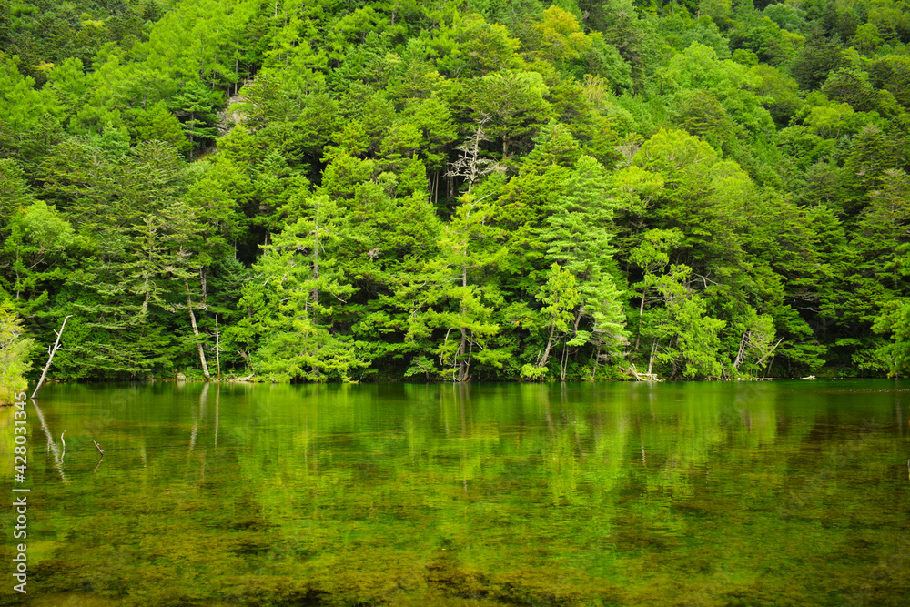 長野県上高地の明神池の緑の世界