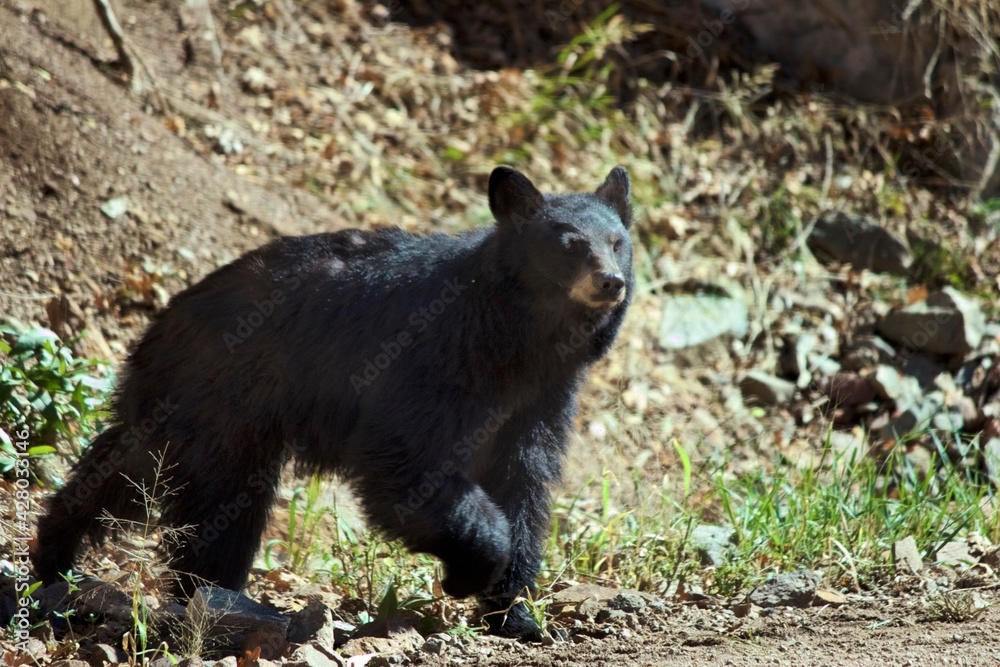 black bear cub near a grassy mountainside black bear cub near a grassy mountainside