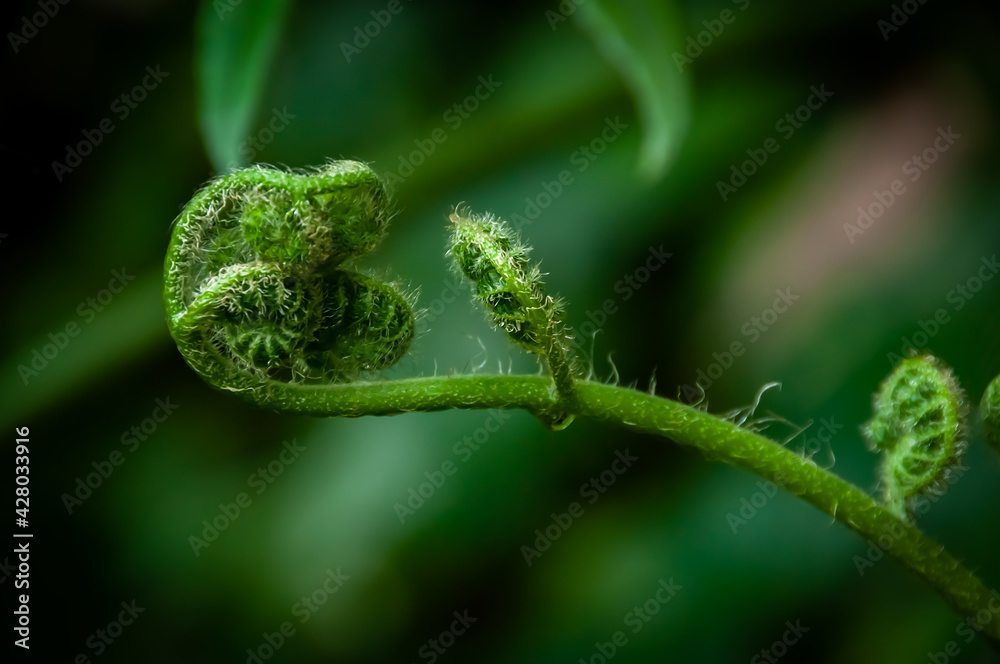 Fern buds isolated with a blurred green background. Shallow depht of field. Iriomote Island. Fern buds isolated with a blurred green background. Shallow depht of field. Iriomote Island.