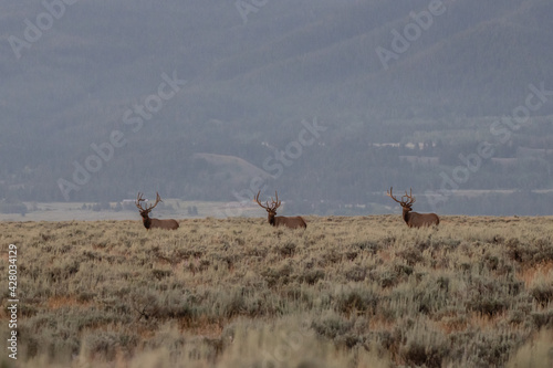 Three Bull Elk On Open Prairie