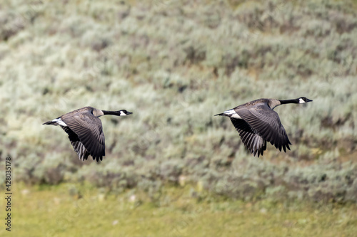 Two Geese Fly By Hayden Valley