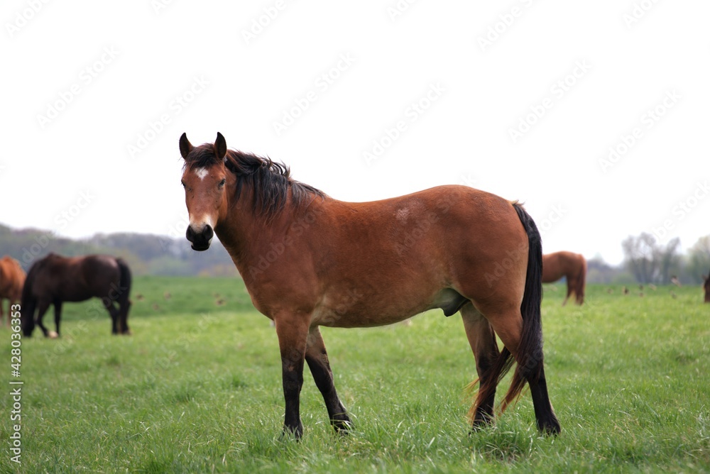 Horse  on a farm field.