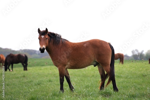 Horse  on a farm field.