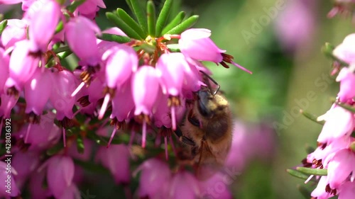 Macro close up of wild bee gathering nectar of pink bell flower during sunny day in spring season photo