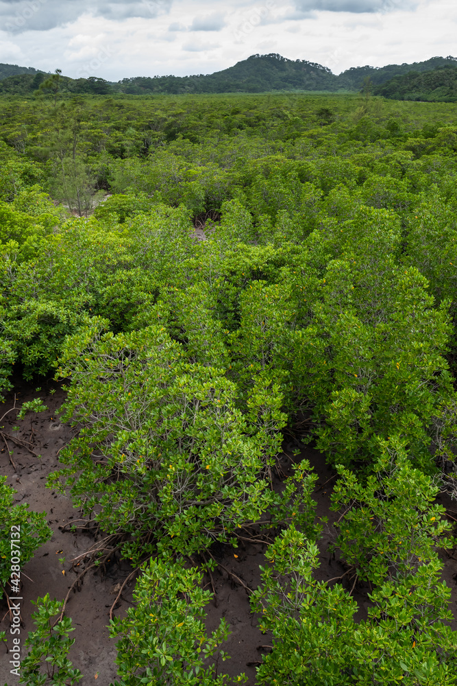 Vertical scene of a pristine and very green mangrove forest in the low tide and mountain in the background. Iriomote Island.
