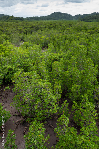 Vertical scene of a pristine and very green mangrove forest in the low tide and mountain in the background. Iriomote Island.