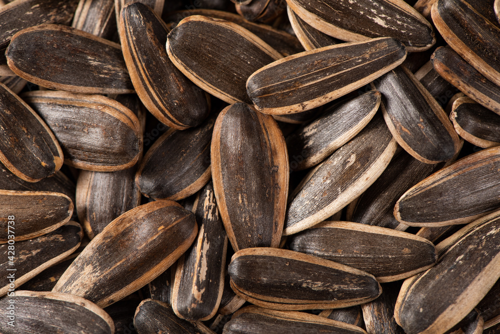 Roasted organic sunflower seeds for background uses Roasted organic sunflower seeds for background uses