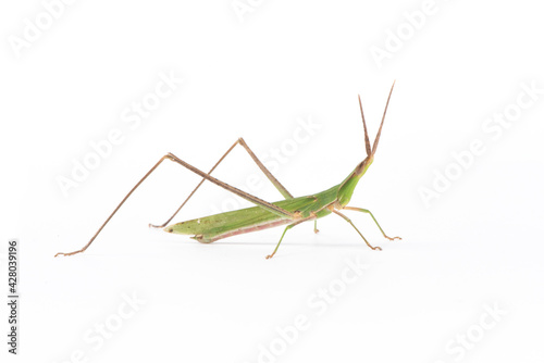 the green grasshopper isolated on white background.