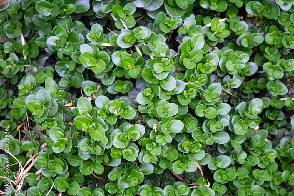 green leaves background