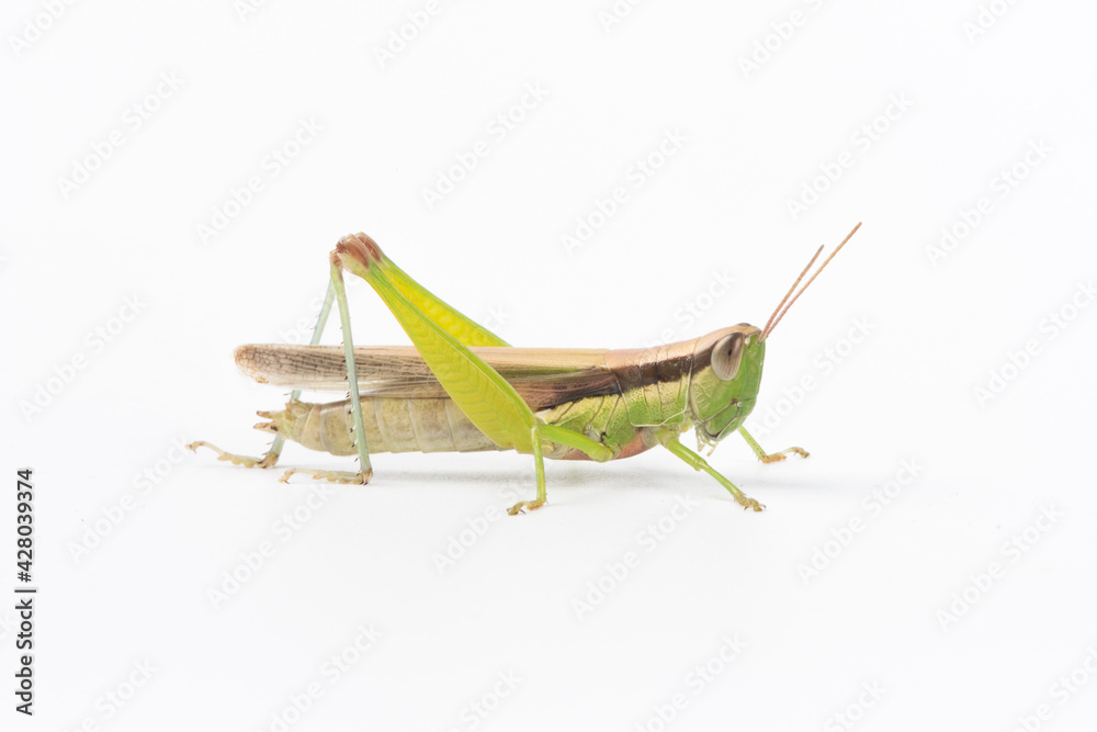 the green migratory locust isolated on white background the green migratory locust isolated on white background