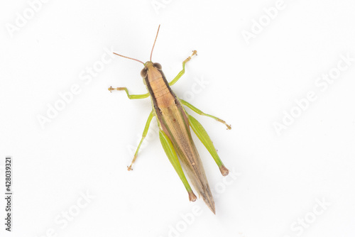 Fotografie the green migratory locust isolated on white background