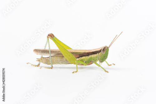 the green migratory locust isolated on white background