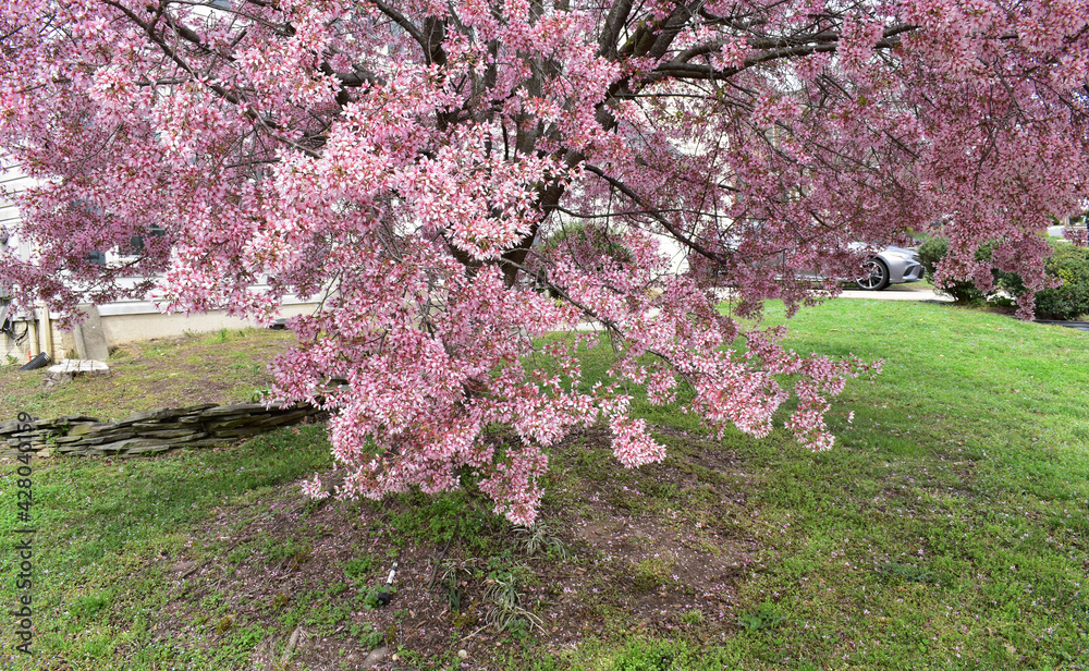 robinson crabapple