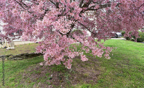 Robinson Crabapple Tree with Pink Blossoms in Full Bloom, Early Spring photo